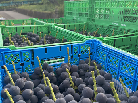 山梨県産　家庭用　巨峰　2キロ（4〜6房）