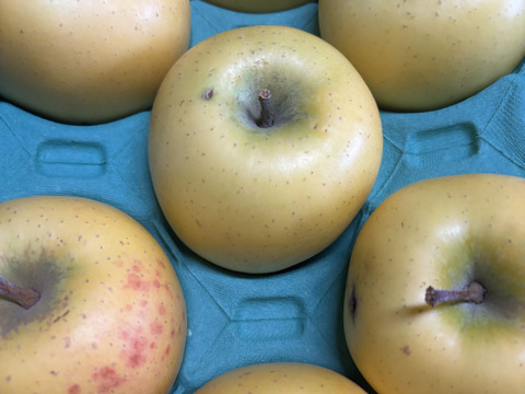 🍏売り尽くし🍏黄色りんご「もったいない」レスキュー便　【規格外品】３Kg　９個から１５個入り