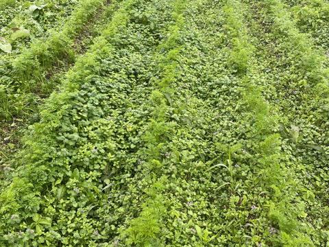 【スペイン在来固定種】自然栽培ミニニンジン（250g）