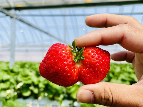 苺農家の作る『苺ジャム』180g×2個