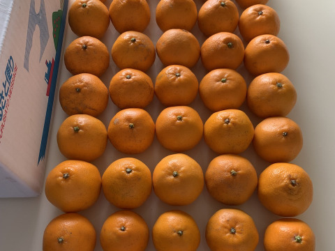 【予約 訳ｱﾘ小玉！】🍊高糖度 果肉プリプリ♪甘みと香り豊かな はるみ 5kg【数量限定／果汁じゅわっ】短い旬に楽しむ特別柑橘！