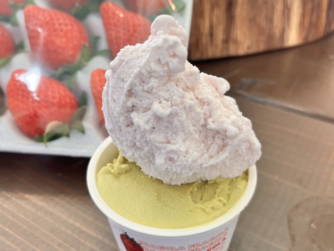【最高金賞受賞のいちご農家が作る】イタリアンジェラート100ml×12個※フレーバーはおすすめで12種となります。
