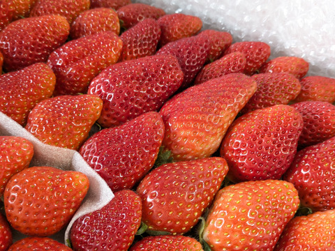 いちごの宝石箱＋
デザートライムのセット