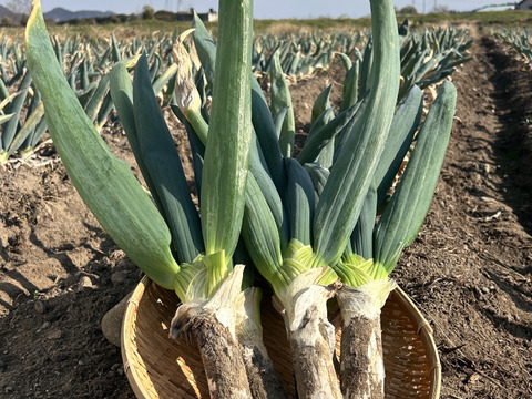 殿様も愛した「下仁田葱」殿様サイズ10本