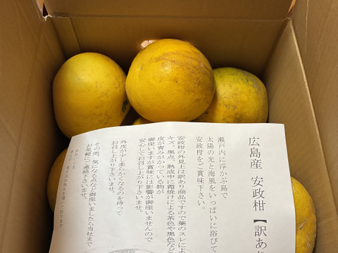 安政柑 訳あり 12kg 広島産 あんせいかん 家庭用