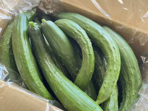 宮崎県産なす&きゅうり　新鮮野菜5キロ