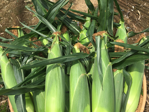 今シーズン最終販売！極甘スイートコーン♥ドルチェドリーム9本入りLLサイズ、クール便