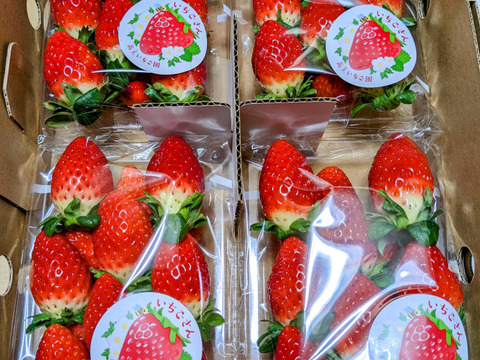 【今が旬】いちごさん240g×4パック