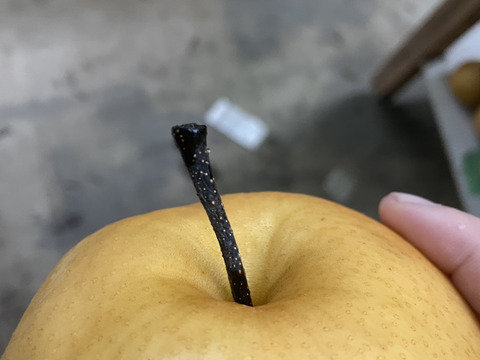 【お試し用お得箱】梨の王様「新高梨」食べ応え抜群！