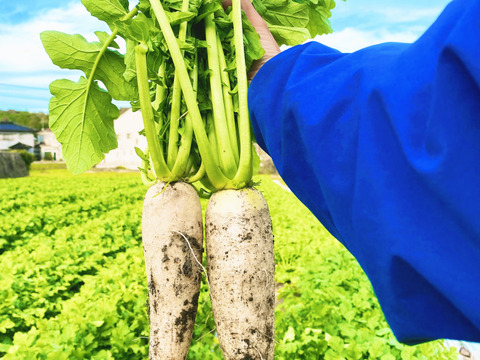 すべて農薬不使用のセット✨毎日売り切れの為【数量限定】