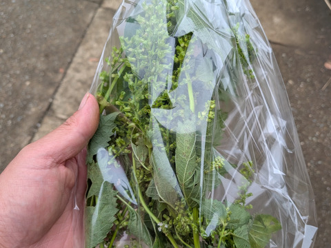 【予約増量♪】秋の味覚　プチプチ食感がクセになる　葉っぱ付き　“シソの実“😄  　200g→210g(使い切りサイズです。)  from 名水の里　神奈川県秦野市