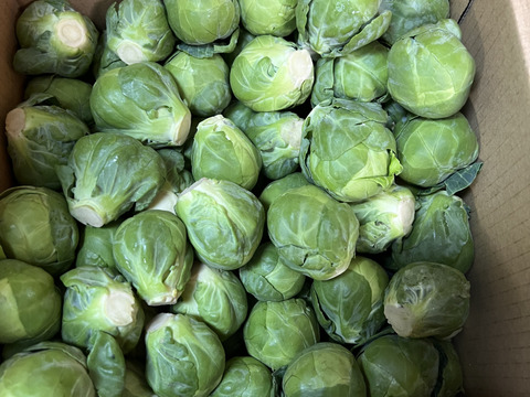 革命児！ふわ甘～芽キャベツ　箱込み2ｋｇ