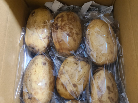 レンコンのシャトーブリアン!?【久保の蓮根】最高の鮮度で食べてみませんか？　大小バラ　１キロ　徳島県産