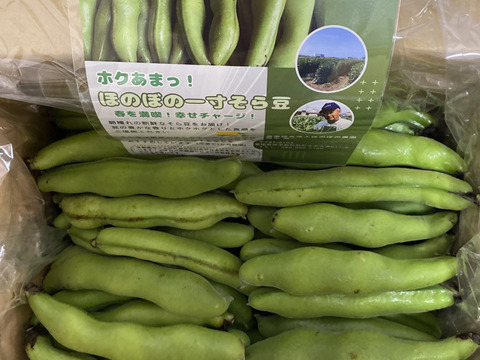 ほくほく深～い味わい❗朝穫れ❗3㎏「そら豆（さや付き）」