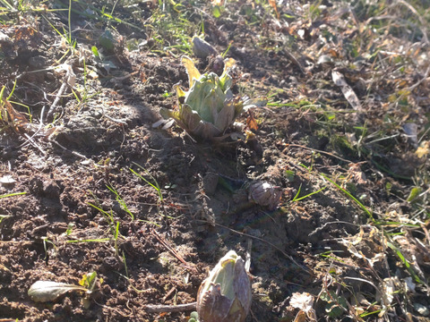 ふきのとう ５個セット 【農薬、除草剤、化学肥料等、不使用の圃場】