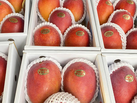 【マンゴーの日セール 7/10-7/15】家庭用マンゴー(約１Kg／３玉)