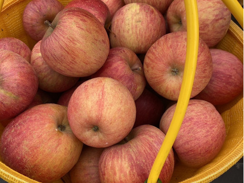 福箱お買い得！福島の美味しい『ふじりんご』10キロ箱