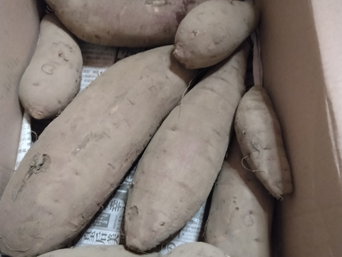 栽培期間中農薬不使用　サツマイモ『べにはるか』3kg　(大小込み)　千葉県いすみ市産　栗きんとんにもピッタリなお芋です☆