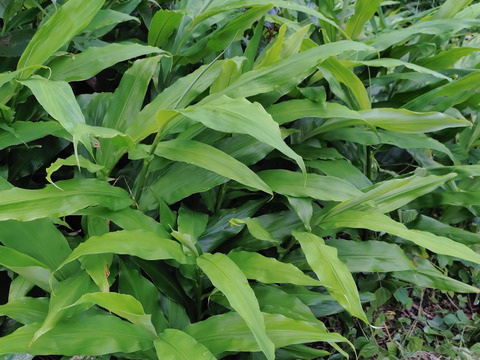 夏茗荷！！