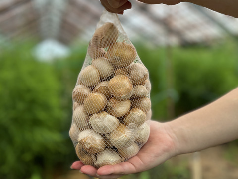 ジャンボニンニク バラ売り 1kg：熊本県産のジャンボにんにく