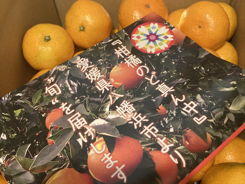 【夜市限定】【家庭用】愛媛みかん 5.5kg(小玉サイズ) ひとくちで恋する♡濃い味みかん♪
