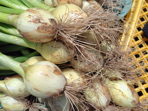 桜島産　農薬.化学肥料不使用栽培　甘い『新玉ねぎ5キロ』