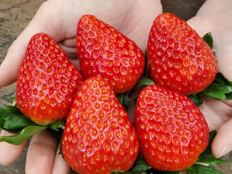 古都華 2Lサイズ1箱(280g×2p)