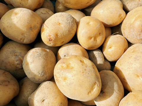 掘りたて新鮮‼️男爵‼️5キロ入‼️