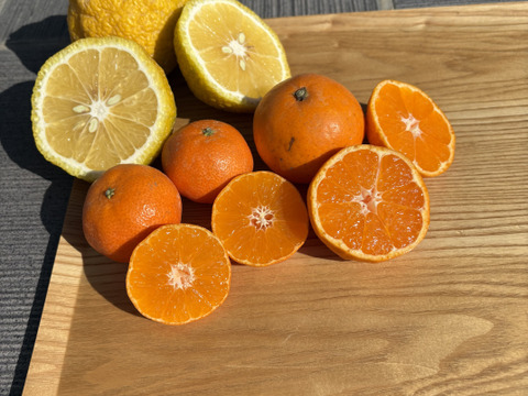 【柑橘食べ比べ】佐賀県太良町産3種セット♩盛田みかん＋はるか+4ｓクレメンティン複数（箱込3㎏）