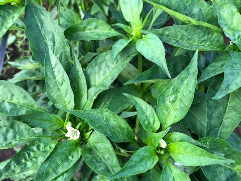 農家自慢の葉唐辛子　お得な大容量１キロ！&サービス夏野菜と共にお届け致します。