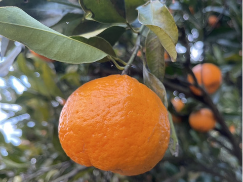 ビタミンCたっぷり　ポンカン　2キロ(箱込み）和歌山県産