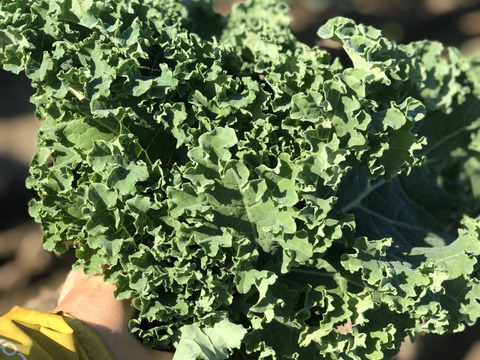 【お試し】群馬のカリーノケール　2袋