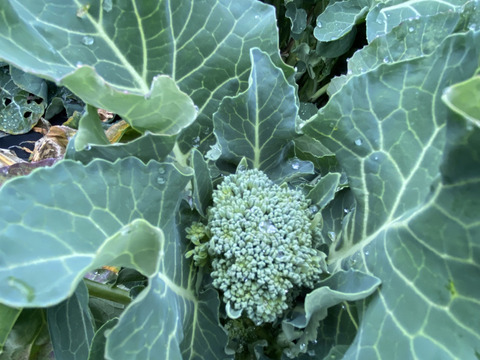 【茎がウマイ!!】スティックセニョール（茎ブロッコリー）