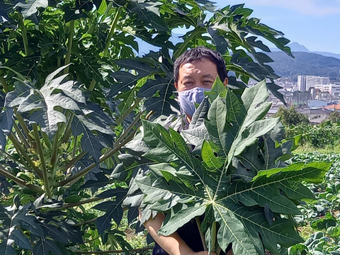 【健康気遣うあなたへ】"パパイヤの実　2kg（3~6個）& "パパイヤの葉っぱ　2枚"〜なんだこの木は？〜（天日干し出来る方限定 ）from 名水の里　神奈川県秦野市