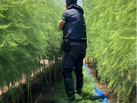 【産地直送！】夏芽　やわらかくてみずみずしい出雲産アスパラ Lサイズ約1ｋｇ