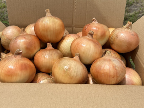 まぁ 淡路島産玉ねぎ 海水完熟玉ねぎ ターザン 秀品10kg×2 夢玉 まぁ様専用 淡路島産玉ねぎ 海水完熟玉ねぎ ターザン 秀品10kg×2