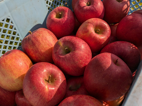 山形県産　ラ・フランスとサンふじりんご詰め合わせ　約2kg　家庭用ギフト用にどうぞ！