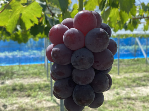 【特秀】岡山県産ピオーネ｜贈答用・大粒黒ぶどう1.0kg（500g×2）