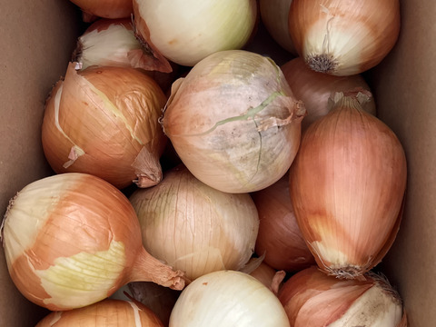 【訳あり】淡路島玉ねぎ10kg【野菜ソムリエサミット金賞🏆】
