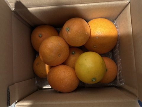 箱込約2㌔　愛媛県人黙って食べる美味しさ　まるでゼリーマドンナ　家庭用