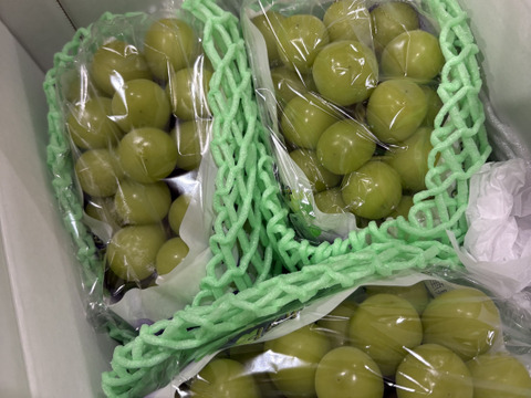 シャインマスカット約1.7㎏ （３房）☆9/7 - 9/18 発送予定　　　爽やかな香りと高貴な甘さ　
　　　種なしで皮ごと楽しめる人気の女王