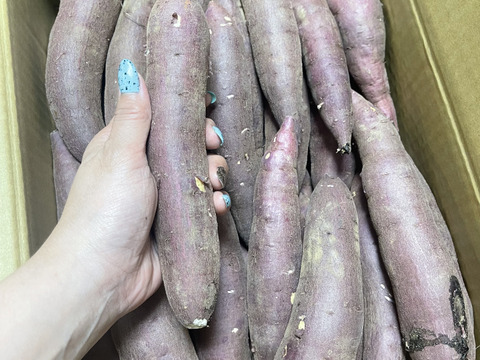 ねっとり甘い！熟成紅はるか　Sサイズ　5kg さつまいも