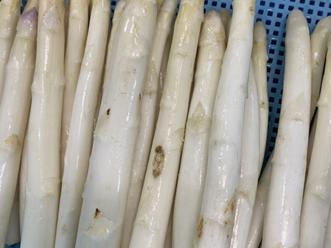 訳あり！北海道産ホワイトアスパラ1kg