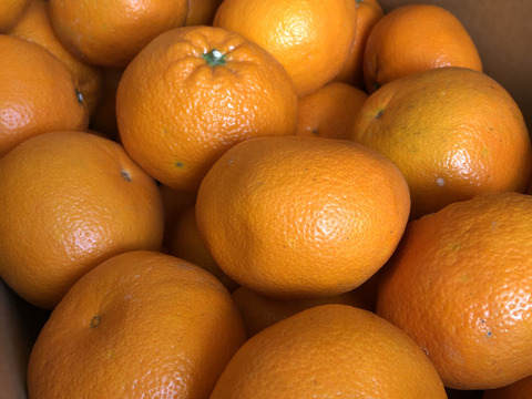【在庫限定】〜二神島産 熟成伊予柑4.5kg!
