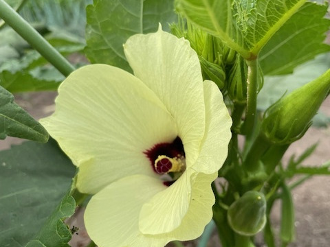 お米5kgとにんにく（白黒）＆季節野菜セット：秋田県産の野菜