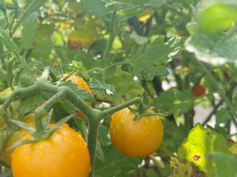 ミニトマト　食べ比べ！　オレンジドルチェ/プレミアムルビー/キャンドルライト　250ｇ×4ｐ