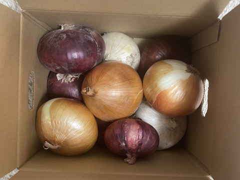 不揃い紅白セット3kg🧅今だけの食べ比べ❗️ホワイトベアー！レッドオニオン❗️今だけの数量限定特価品