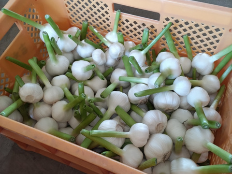 【北海道産】香りがギュッと詰まった自慢のにんにく　サイズ込み　１キロ