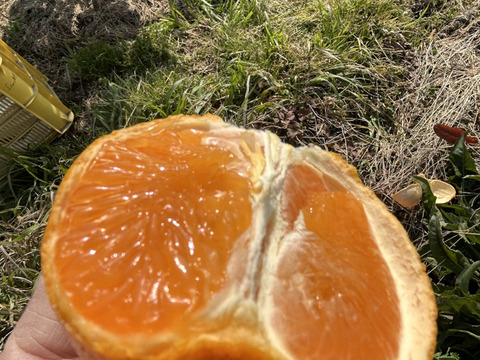 「せとか」ご家庭用　あまーいSサイズ　2kg（箱込み）