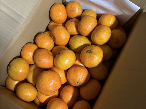 濃厚みかん 和歌山県産オーガニックみかん5.5Kg (JAS有機みかん)